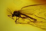 Two Fossil Flies (Chironomidae) In Baltic Amber #145435-2